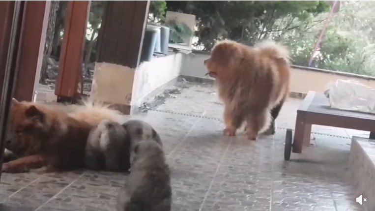 Τρεις γενιές Chow Chow μαζί, Μάιος 2024