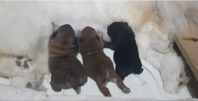 Authentic Chow Chow litter archive photograph 1