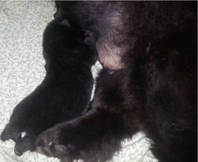 Authentic Chow Chow litter archive photograph 2