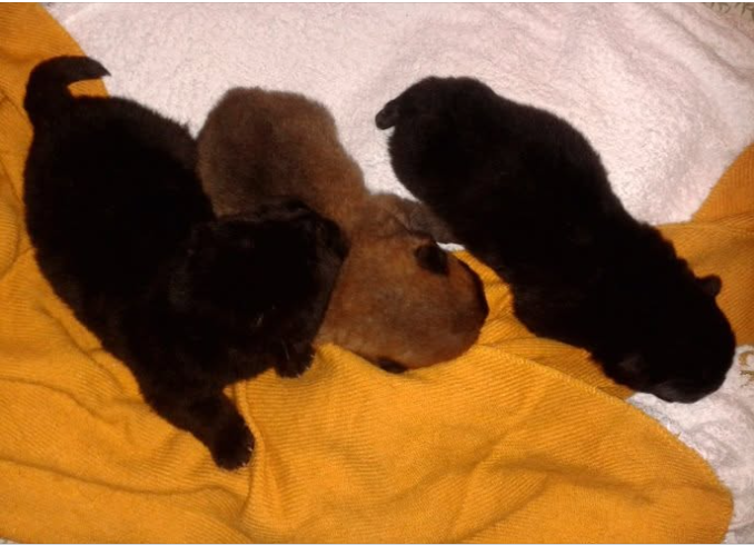 Authentic Chow Chow litter archive photograph 3