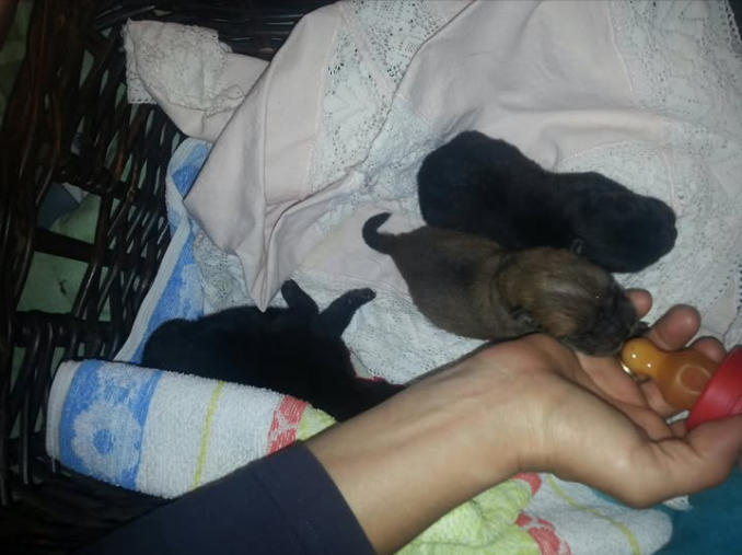Authentic Chow Chow litter archive photograph 4