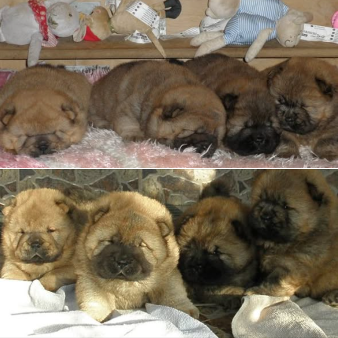 Authentic Chow Chow litter archive photograph 5