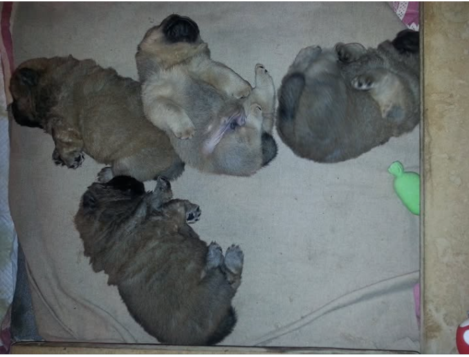 Authentic Chow Chow litter archive photograph 6