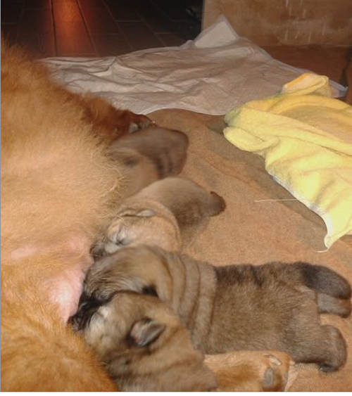 Authentic Chow Chow litter archive photograph 7