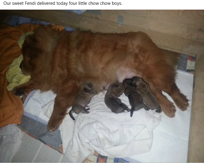 Authentic Chow Chow litter archive photograph 8