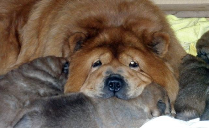 Authentic Chow Chow litter archive photograph 9