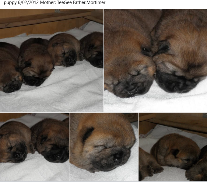 Authentic Chow Chow litter archive photograph 10