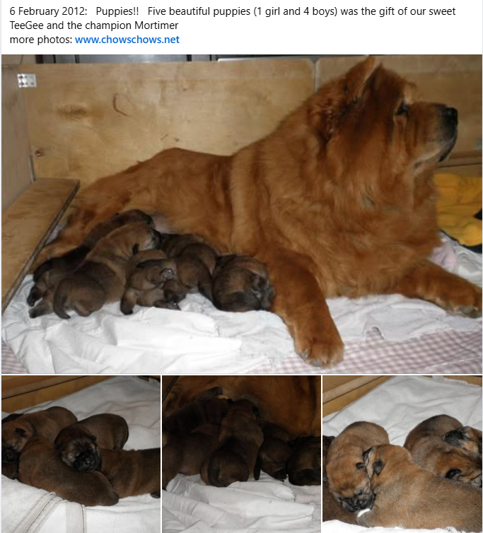 Authentic Chow Chow litter archive photograph 11