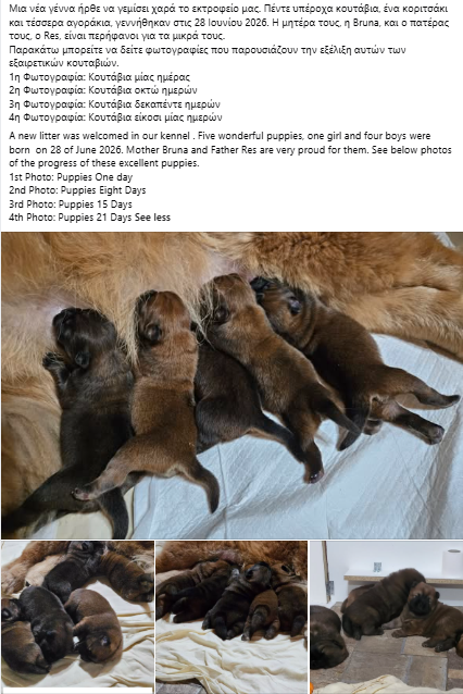 Authentic Chow Chow litter archive photograph 12
