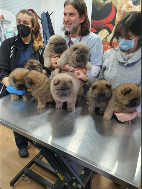Authentic Chow Chow litter archive photograph 13