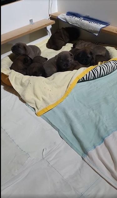 Authentic Chow Chow litter archive photograph 14