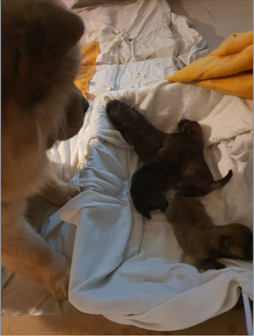 Authentic Chow Chow litter archive photograph 15