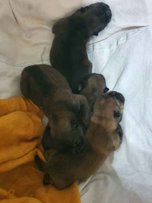 Authentic Chow Chow litter archive photograph 16