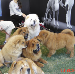 Historic kennel photo