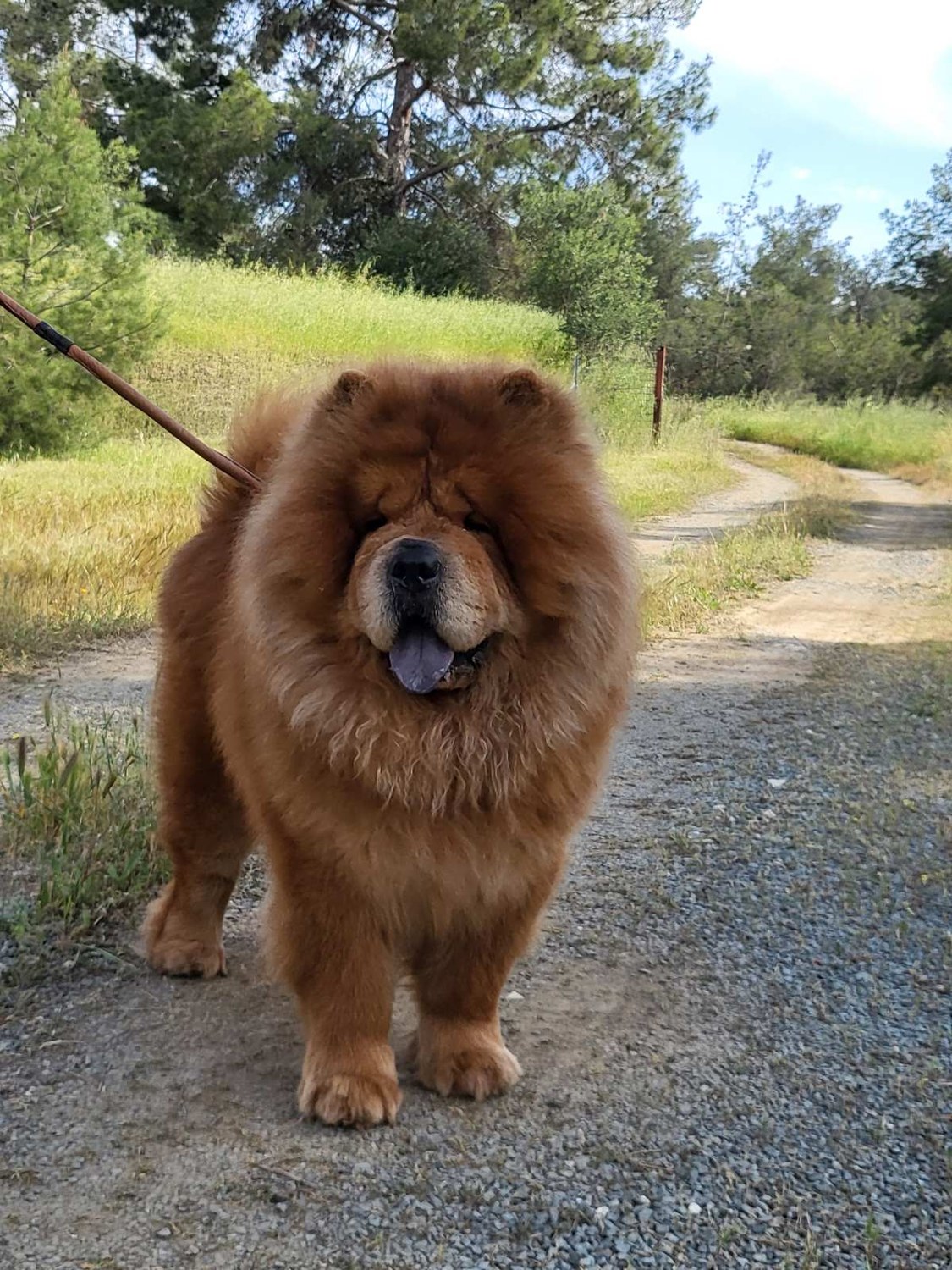 Bibi