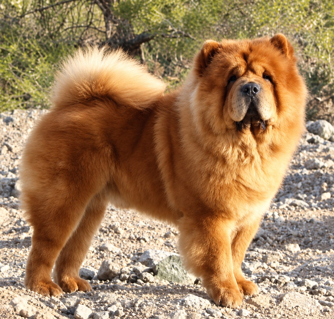 Deko, Chow Chow